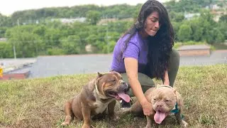 Elite American Bully Bloodlines Collide: 🔥Big Dogs Romania X P.O.D Bullys🔥