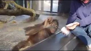 Orangutan expression like human