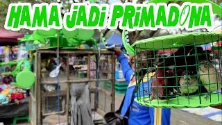 Hama Yang Dicinta Mudah Di Pelihara, Pedagang Kreatif Burung Pipit Keliling