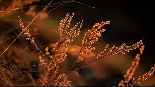 Sura 18 -  El-Kehf (Pećina) -Yasser Salamah - bosanski prevod