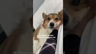 Four Signs That Show Your Dog Loves You