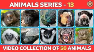 Animals Series &ndash; Ep 13🐾 | 50 Amazing Animals with Names | Learn Animals | #quizzycon | #animals
