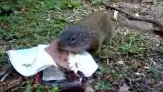 Chocolate Bar Squirrel