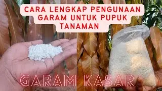 Manfaat GARAM KASAR sebagai pendamping pupuk