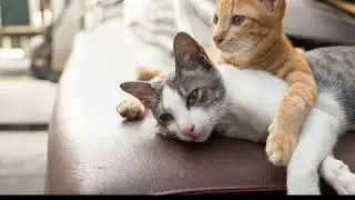 Who&rsquo;s Cat Language Bible For?