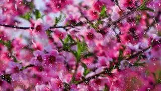 Rain Beautiful Nature, Stress Relief & Mindfulness