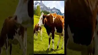 #germanfolk #music #country #mexican #anomation #doutch #animation #relax #europe