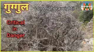 Guggal Tree, Commiphora Wightii , औषधीय जड़ी बूटी