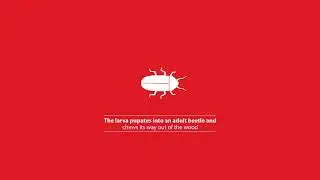 From egg to beetle: The life cycle of a woodworm | Rentokil