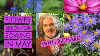 Flower Seeds To Sow Directly In May For Summer Colour 2019