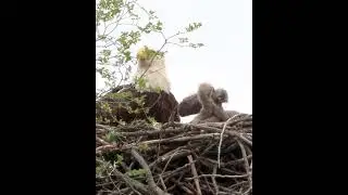 Mother Eagle and her three Eaglets
