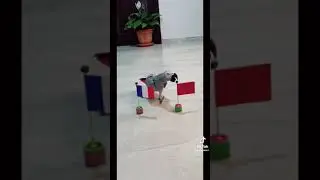 France vs Morocco prediction  FIFA WORLD CUP Semi Final