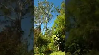 Go Pro Films The Wind. Autumn Leaves Session Band app. Tenor sax and Swans Tone guitar.