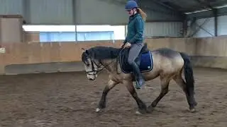 SOLD Tommy , ruin 1.43m Connemara 4yo