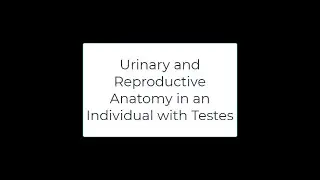 Lab Video: Urinary and Reproductive Anatomy in an Individual with Testes