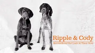 Ripple & Cody Were Surrendered&hellip; But Look at Them Now ❤️