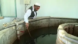 Fish boom in Jalalabad