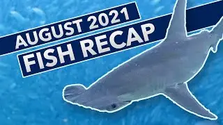 Underwater Fish Cam - August 2021 Recap