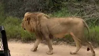 Kambula Male Lion on Patrol | Mapogo's Great Grandson | 15 January 2024