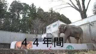 寂しいゾウの宮子：４４年間宇都宮動物園で一頭のまま
