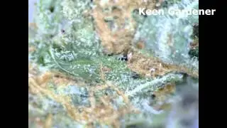 Haze X Skunk Marijuana Strains.