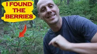 How do you find huckleberries?