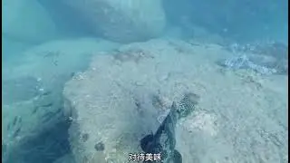 自由潜水渔猎，捕获一条珍珠龙胆石斑鱼#自由潜水 #钓鱼 #渔猎 #户外 #直播