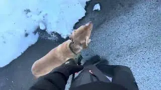 Southern NH Dog Training