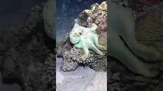 Shapeshifting Octopus is unreal! (@oceanlife.us)