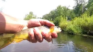 Fly fishing Elk Creek