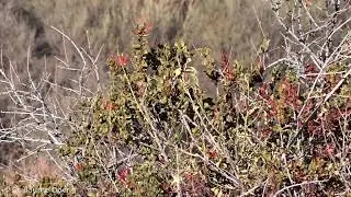 Green-backed Firecrown (Sephanoides sephaniodes) | Picaflor chico | Canal El Carmen, Huechuraba