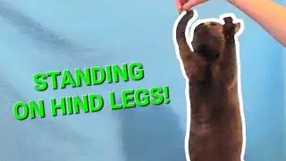How to Teach Your Cat To Stand On TWO Legs!