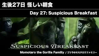 Весёлая семья горилл в Zoo Kyoto, Т. 35 – День 27: Подозрительный завтрак