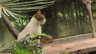 Exploring the Wonders of Tropical Plants | Unique Species & Stunning Gardens!