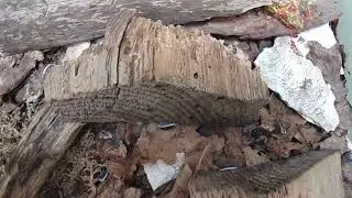 Porcellio flavomarginatus  Kos/ Kaparthos/Thira / Sira/ Crete/Nisyros  /Peleponnes - Greece