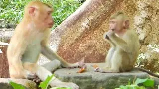 Monkey Froest Action monkeys in forest (EP60)#reels #Animals Daily SR