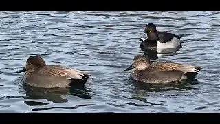 Winter Ducks Swim While Egyptian Geese Sing #birdwatching #birds #birdvoice #duck #nature #wildlife