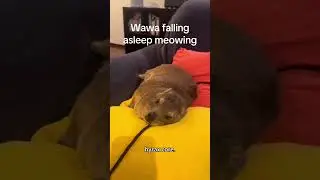 Awawa 🥰#cute #hyrax #core #awawa #foryou