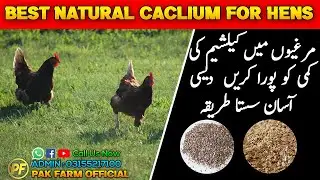 calcium supplement for chickens | How to Improve Chicken Eggs Production | PAK FARM OFFICIAL