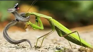 This is why Praying Mantis attack Snakes #animal #tiger #trending #tiktok #video  #shorts #lion