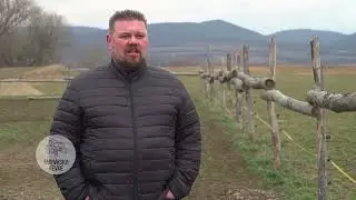 Africký mor ošípaných