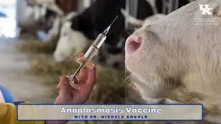 Anaplasmosis Vaccine