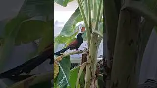 kiliye kiliye manimanimega thoppil#super simi#uppan#nature clleener#