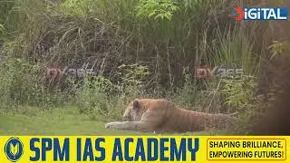 কাজিৰঙা ৰাষ্ট্ৰীয় উদ্যানত ফট’গ্ৰাফাৰ ইৰফান হুছেইনৰ কেমেৰাত বন্দী বাঘ বিচৰণৰ বিশেষ দৃশ্য