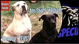 Bandog  