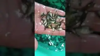 Gift tilapia fish seed | Available on IndiaMART