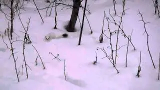White Weasel