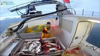 Amazing Automatic Lines ** Catching and Processing Fish Right on Ship**, BIG Couch i