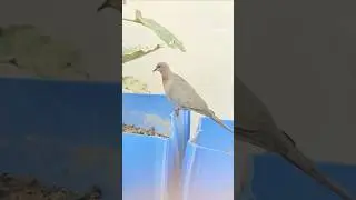 #savebirds #shortsyoutube #birdslovers #birdslifestyle #terracegarden