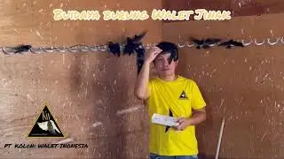 Budidaya Burung Walet Jinak by PT. Koloni Walet Indonesia 08123292918 Karl Wenas